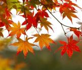 Fall Renewal