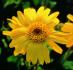 Arnica Extract