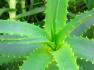 Aloe Barbadensis (Aloe Vera) Gel